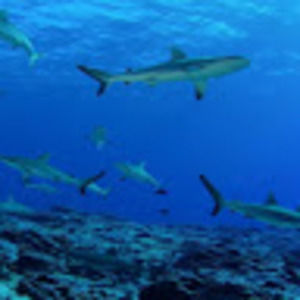 Meet your Posher, Deanna